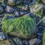 Tjeklisten: Disse fejl skal du undgå, når du fjerner alger