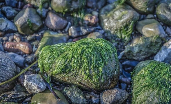 Tjeklisten: Disse fejl skal du undgå, når du fjerner alger