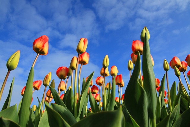 Blomstrende forårshemmeligheder: Udforsk de mest unikke tulipanløg