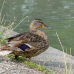 Krydsord på farten: Apps og digitale værktøjer der hjælper dig