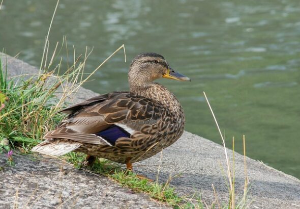 Krydsord på farten: Apps og digitale værktøjer der hjælper dig