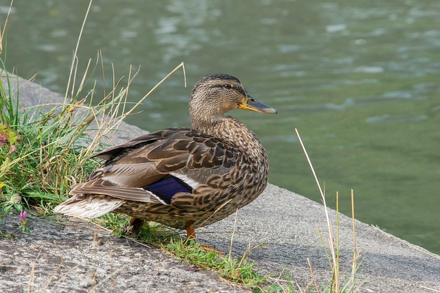 Krydsord på farten: Apps og digitale værktøjer der hjælper dig